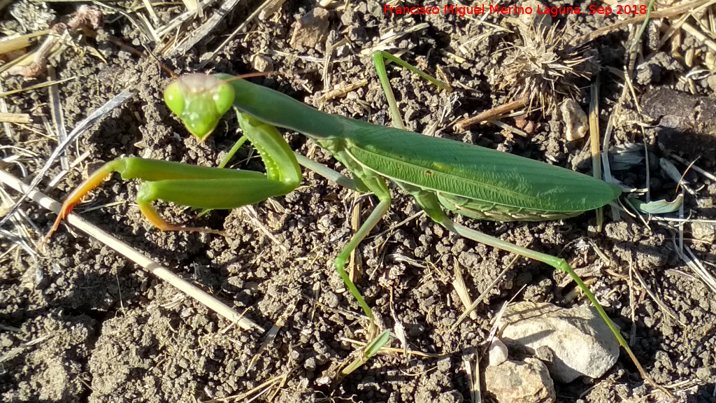 Mantis religiosa - Mantis religiosa. La Yedra - Los Villares