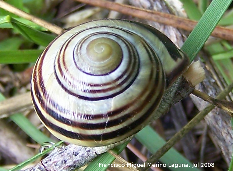 Caracol rayado - Caracol rayado. Segura