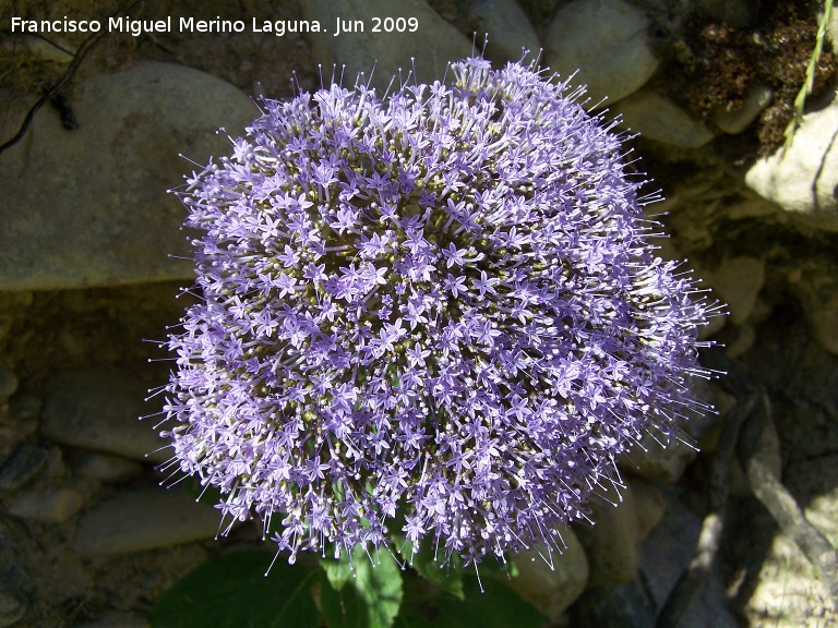 Flor de la viuda - Flor de la viuda. Los Caones (Los Villares)