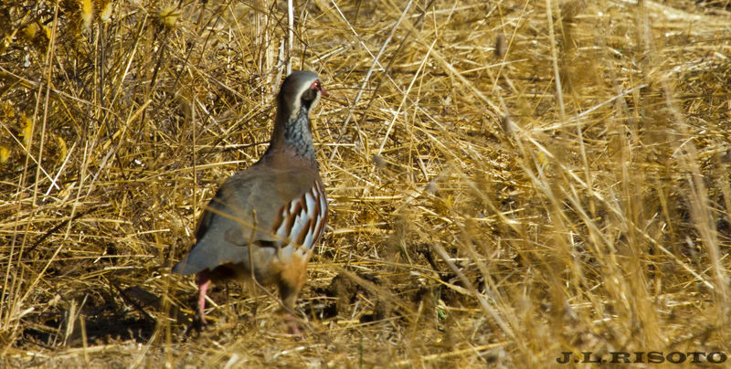 Pjaro Perdiz Roja - Pjaro Perdiz Roja. Sierra de Andjar