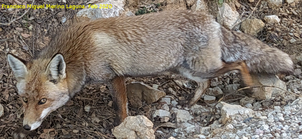 Zorro - Zorro. Los Rasos - Peal de Becerro