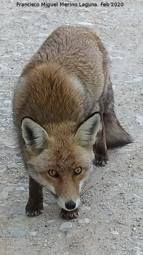 Zorro - Zorro. Los Rasos - Peal de Becerro
