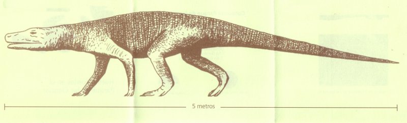 Brachychiroterium - Brachychiroterium. 