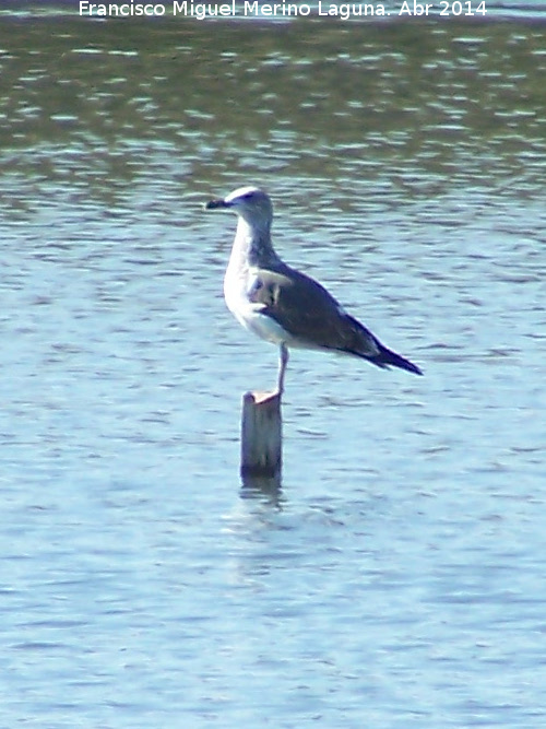 Pjaro Gaviota reidora - Pjaro Gaviota reidora. Laguna La Charca - Baeza