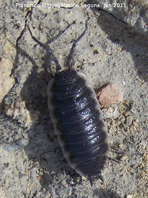 Cochinilla - Cochinilla. Los Alcores - Porcuna