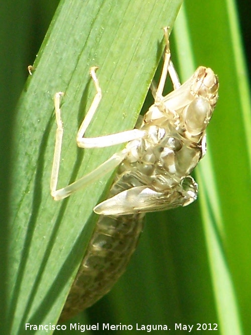 Larva de liblula - Larva de liblula. Camisa de liblula. Tzar - Mocln