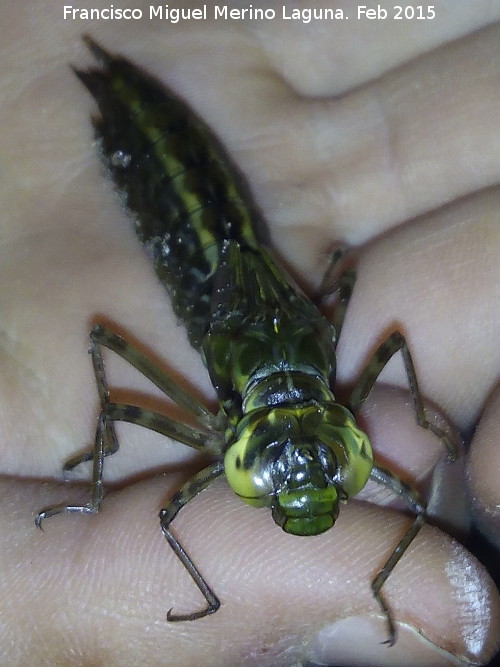 Larva de liblula - Larva de liblula. Navas de San Juan