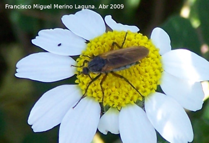 Mosca Platypalpus - Mosca Platypalpus. Navas de San Juan