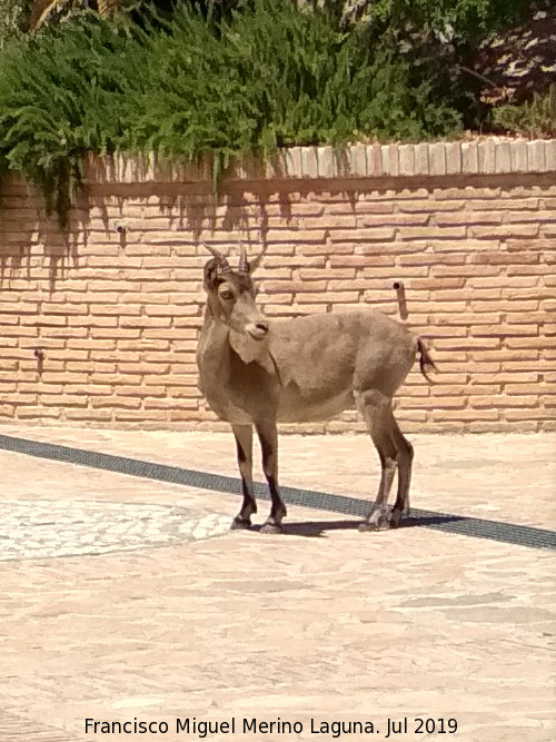 Cabra montesa - Cabra montesa. Jardn de los Baos - Alhama de Murcia