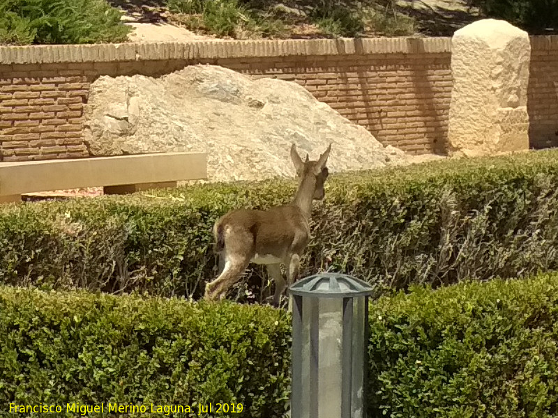 Cabra montesa - Cabra montesa. Jardn del Bao - Alhama de Murcia