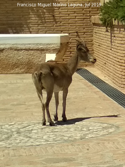 Cabra montesa - Cabra montesa. Jardn del Bao - Alhama de Murcia