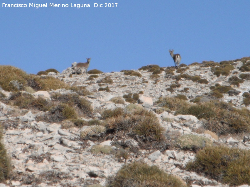 Cabra montesa - Cabra montesa. Mgina - Huelma