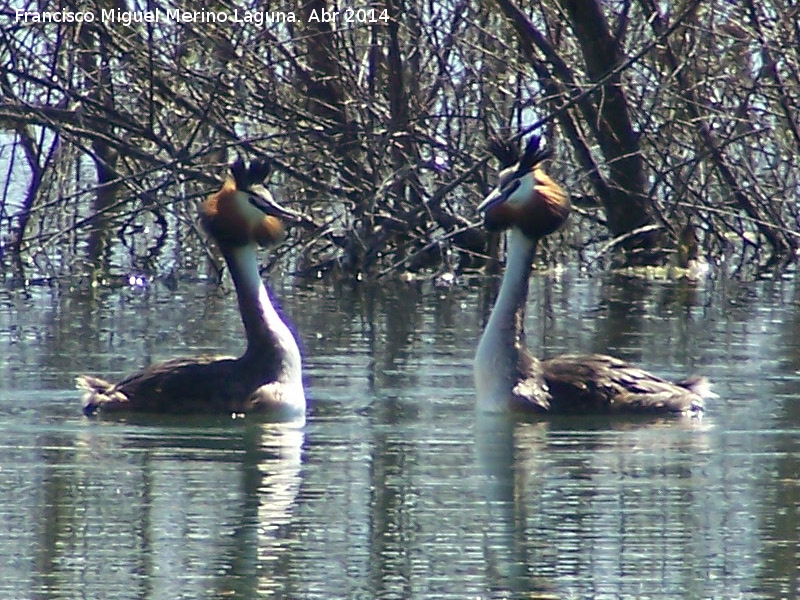 Pjaro Somormujo Lavanco - Pjaro Somormujo Lavanco. Cortejo de apareamiento. Laguna Grande - Baeza