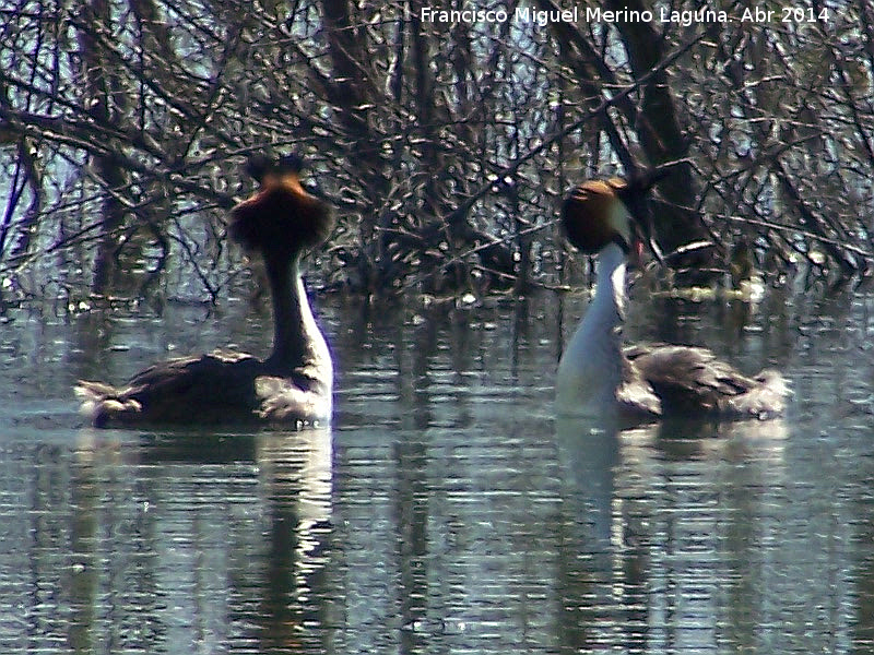 Pjaro Somormujo Lavanco - Pjaro Somormujo Lavanco. Cortejo de apareamiento. Laguna Grande - Baeza