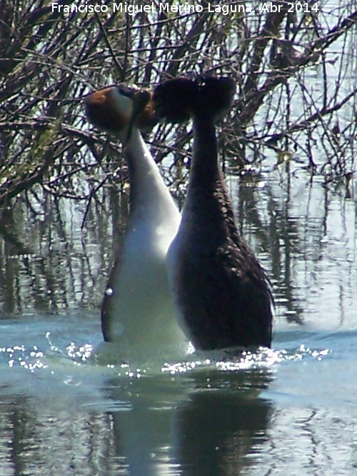 Pjaro Somormujo Lavanco - Pjaro Somormujo Lavanco. Cortejo de apareamiento. Laguna Grande - Baeza