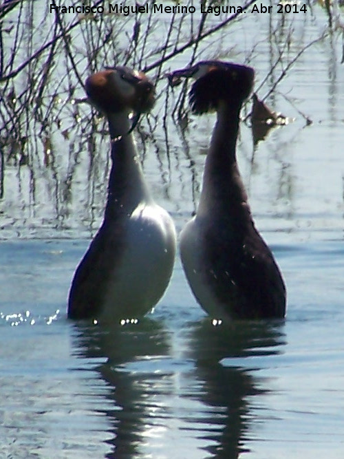 Pjaro Somormujo Lavanco - Pjaro Somormujo Lavanco. Cortejo de apareamiento. Laguna Grande - Baeza