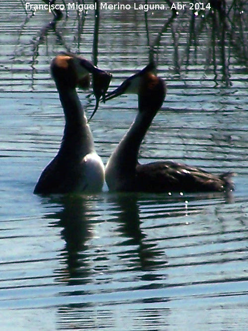 Pjaro Somormujo Lavanco - Pjaro Somormujo Lavanco. Cortejo de apareamiento. Laguna Grande - Baeza