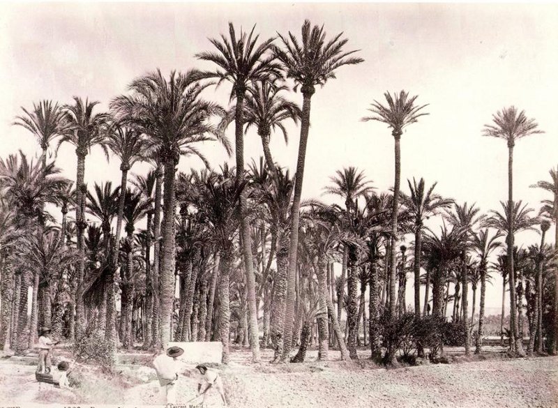 Palmeral de Elche - Palmeral de Elche. 1870