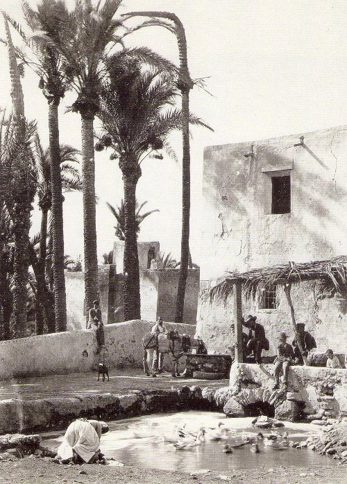 Palmeral de Elche - Palmeral de Elche. 1880