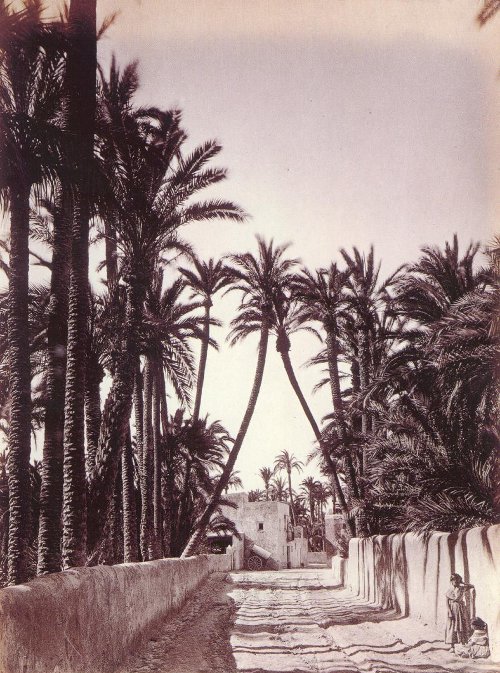 Palmeral de Elche - Palmeral de Elche. 1870