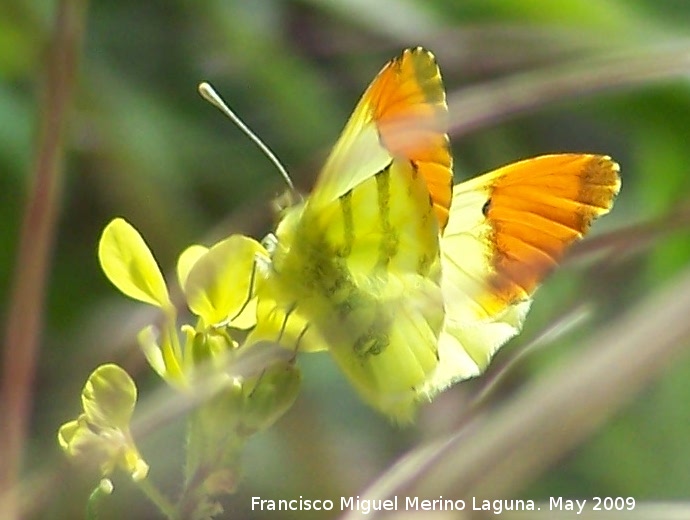 Mariposa Anthocharis euphenoides - Mariposa Anthocharis euphenoides. Los Caones. Jan