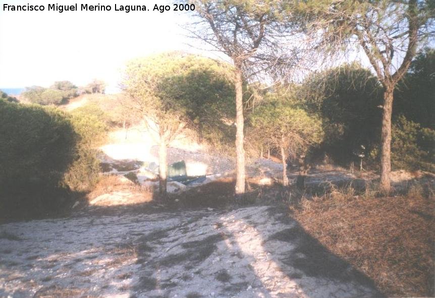 Pinar de Guardamar - Pinar de Guardamar. 