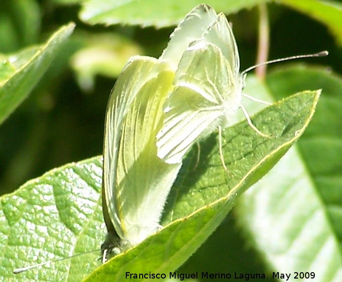 Mariposa blanquita de la col - Mariposa blanquita de la col. Los Caones. Jan