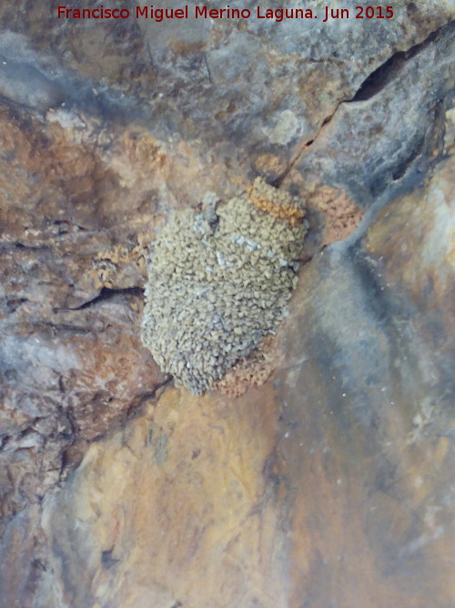 Pjaro Golondrina - Pjaro Golondrina. Nido. Barranco de la Cueva - Aldeaquemada