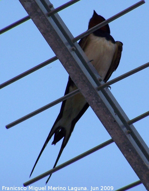 Pjaro Golondrina - Pjaro Golondrina. Los Villares