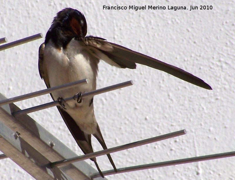 Pjaro Golondrina - Pjaro Golondrina. Los Villares