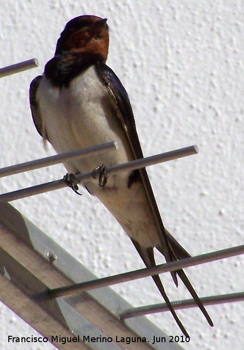 Pjaro Golondrina - Pjaro Golondrina. Los Villares