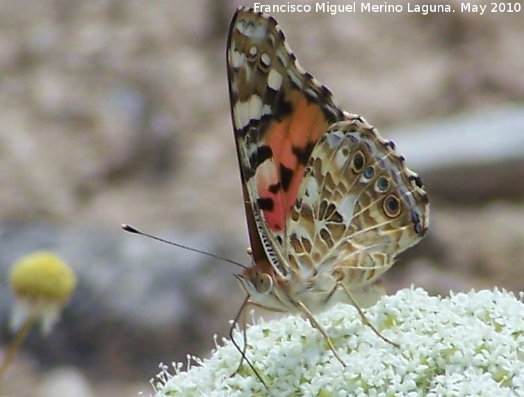 Mariposa Vanesa de los cardos - Mariposa Vanesa de los cardos. Corbn - Lahiguera