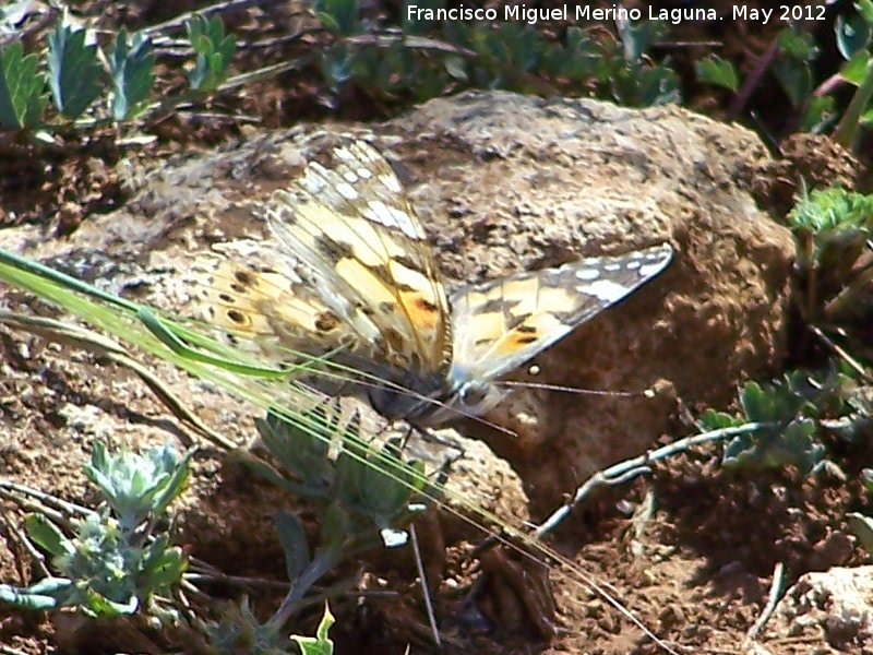 Mariposa Vanesa de los cardos - Mariposa Vanesa de los cardos. El Hacho - Alcal la Real