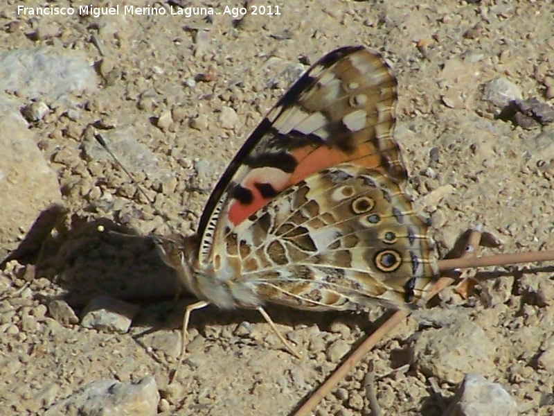 Mariposa Vanesa de los cardos - Mariposa Vanesa de los cardos. Prado Maguillo - Santiago Pontones