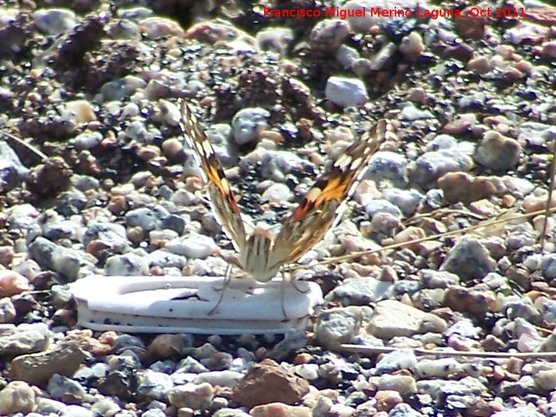 Mariposa Vanesa de los cardos - Mariposa Vanesa de los cardos. Pozo de San Guillermo - Linares