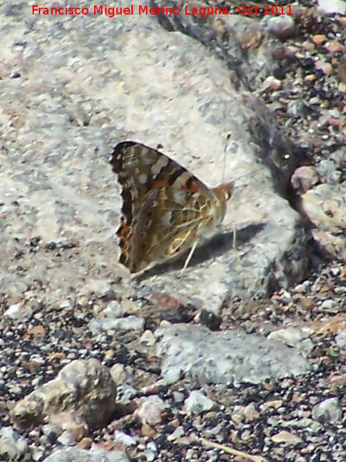 Mariposa Vanesa de los cardos - Mariposa Vanesa de los cardos. Pozo de San Guillermo - Linares