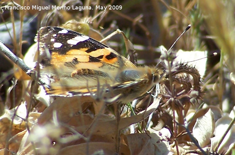 Mariposa Vanesa de los cardos - Mariposa Vanesa de los cardos. Los Caones. Jan