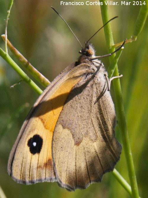 Mariposa Maniola jurtina - Mariposa Maniola jurtina. Giribaile - Vilches