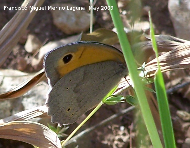 Mariposa Maniola jurtina - Mariposa Maniola jurtina. Los Caones. Jan