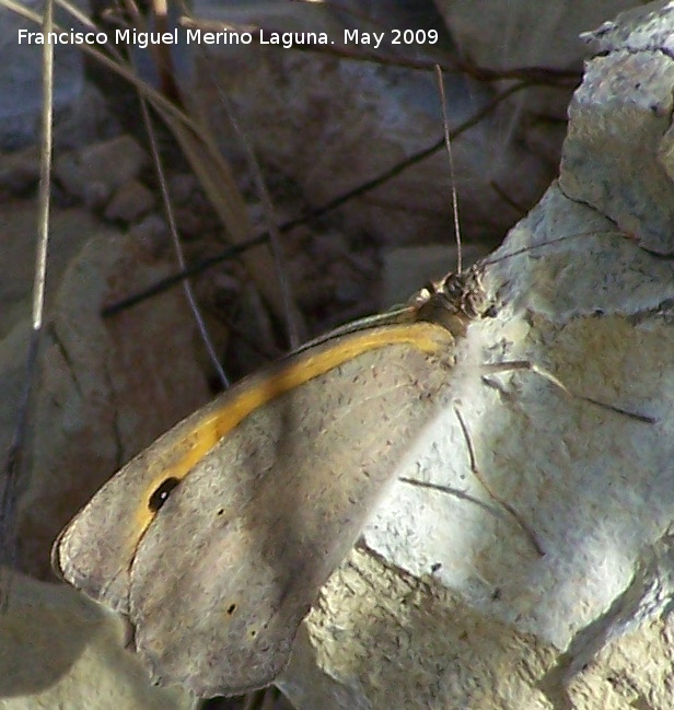 Mariposa Maniola jurtina - Mariposa Maniola jurtina. Los Caones. Jan