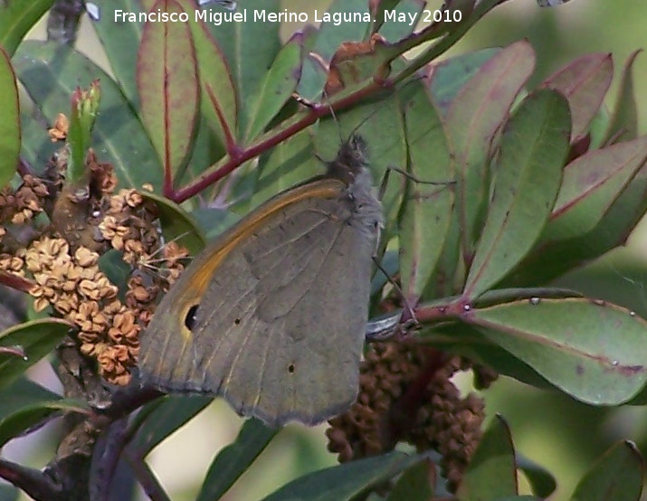 Mariposa Maniola jurtina - Mariposa Maniola jurtina. Canjorro-Jan