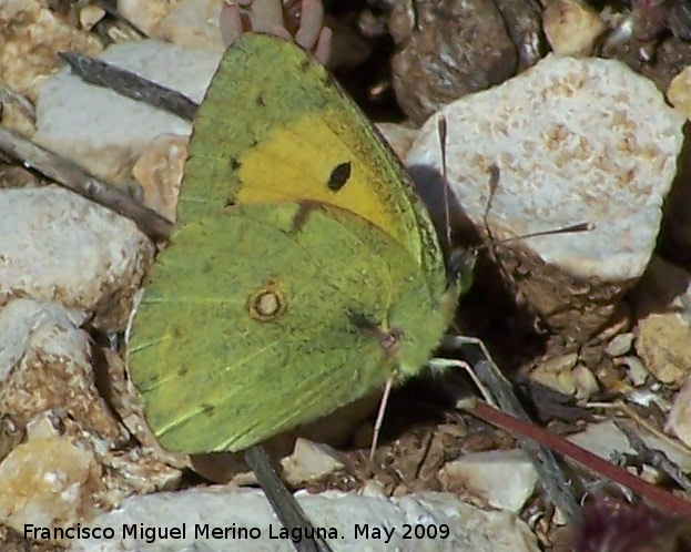 Mariposa canario azufrado - Mariposa canario azufrado. Los Caones. Jan