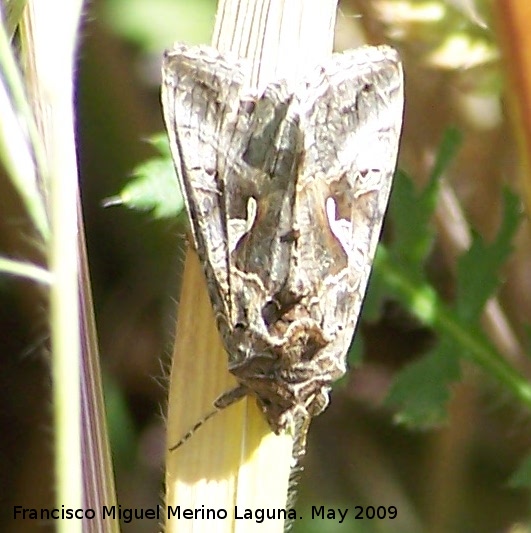 Polilla Macdunnoughia confusa - Polilla Macdunnoughia confusa. Los Caones. Jan