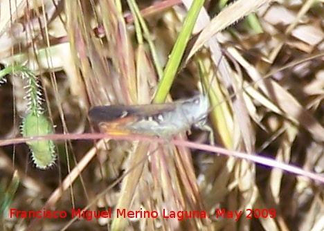 Saltamontes Omocestus rufipes - Saltamontes Omocestus rufipes. Los Caones. Los Villares