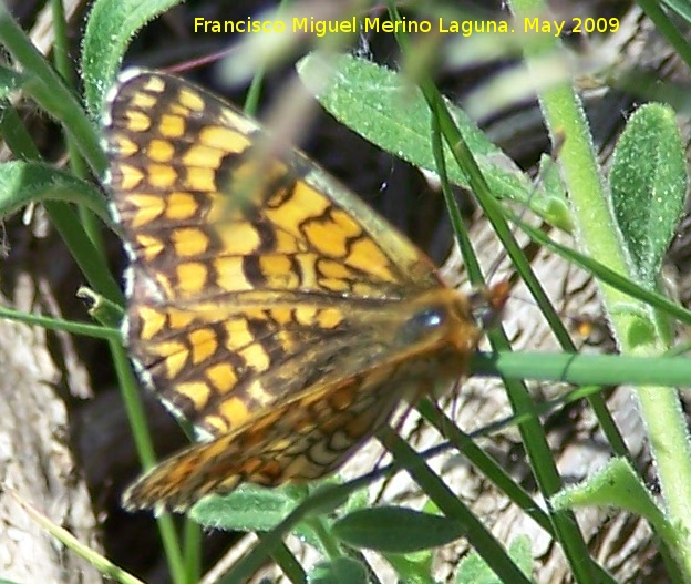 Mariposa Euphydryas maturna - Mariposa Euphydryas maturna. Pitillos. Valdepeas