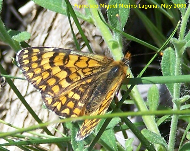 Mariposa Euphydryas maturna - Mariposa Euphydryas maturna. Pitillos Valdepeas