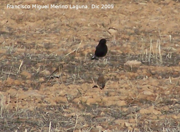 Pjaro Collalba negra - Pjaro Collalba negra. Comparacin de tamao con los gorriones. Gorafe