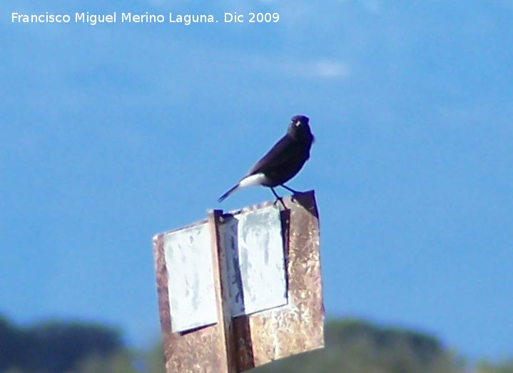 Pjaro Collalba negra - Pjaro Collalba negra. Gorafe