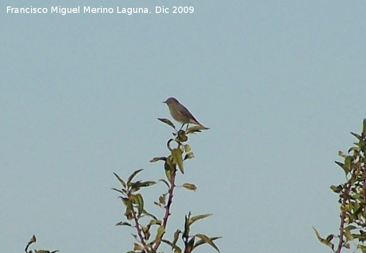 Pjaro Curruca mosquitera - Pjaro Curruca mosquitera. Gorafe