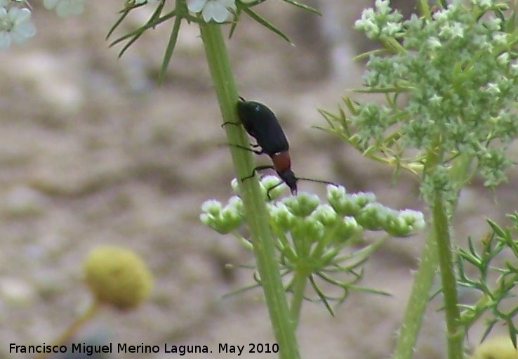 Escarabajo Crisomela de los cereales - Escarabajo Crisomela de los cereales. Corbn - Lahiguera